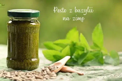 Jak zrobić pesto z bazylii na zimę - prosta receptura na zapas